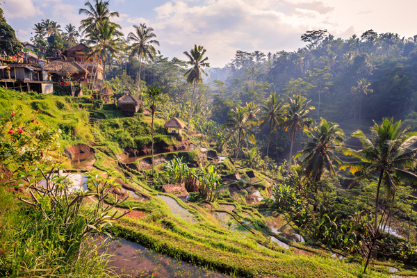 Saftig grüne Reisfelder in Bali gehören zu der größten Anbau-Produkte des asiatischen Kontinents. 